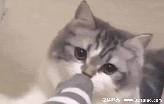 网络用语yue是什么意思梗，吐了的意思(河南方言)