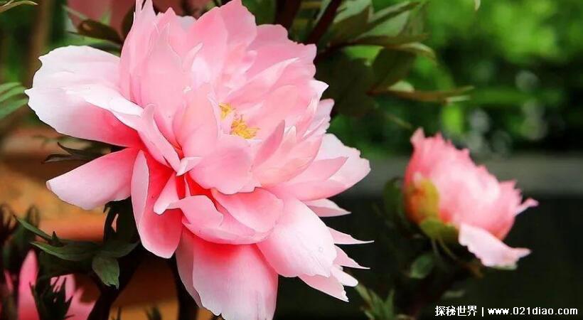 牡丹花什么时候开花 几点钟，早上七点左右(牡丹不喜高温)