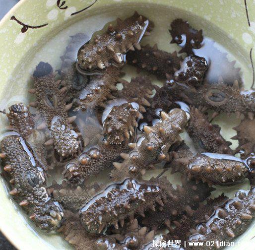 干海参的泡制方法,8步正确简单的家常做法