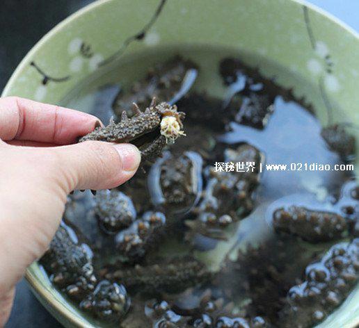 干海参的泡制方法,8步正确简单的家常做法