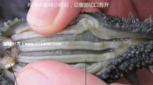 干海参的泡制方法，8步正确简单的家常做法