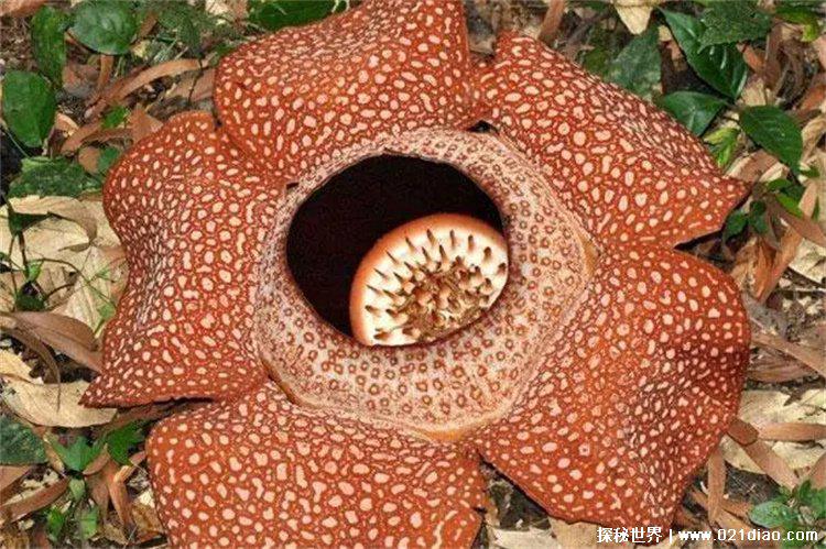 世界上有没有食人花，有，但是不吃人(真的存在)
