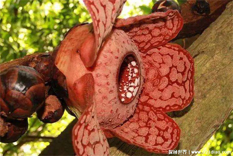 世界上有没有食人花，有，但是不吃人(真的存在)