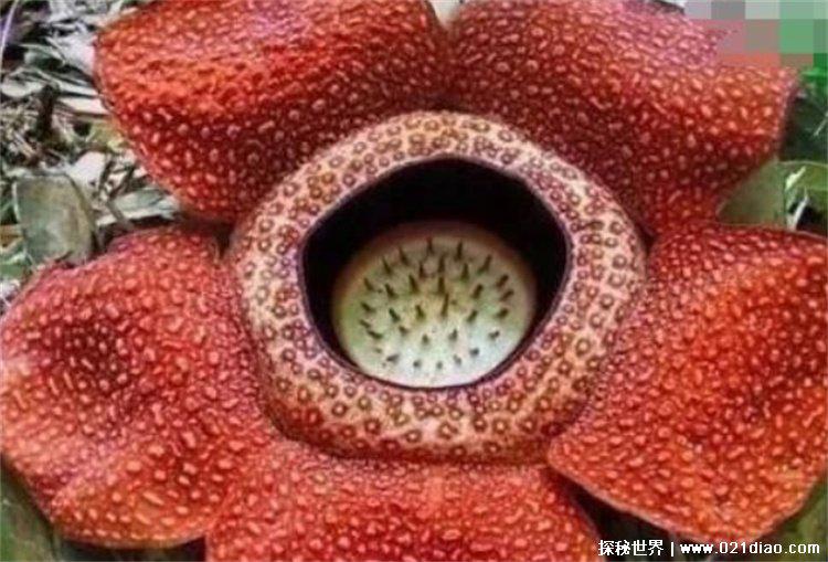 世界上有没有食人花，有，但是不吃人(真的存在)