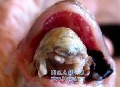 世界八大恐怖寄生虫 僵尸蚂蚁如同行尸走肉