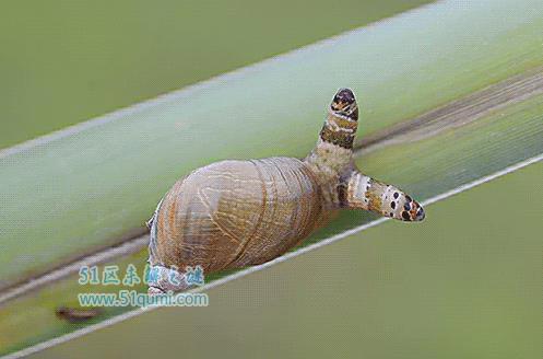 世界八大恐怖寄生虫 僵尸蚂蚁如同行尸走肉