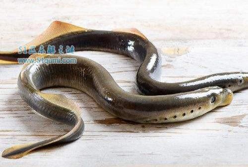 世界八大恐怖寄生虫 僵尸蚂蚁如同行尸走肉