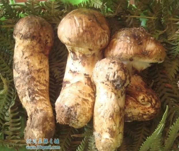 全球最恶心最奇葩的十大食物 重口味食品你敢吃几种?