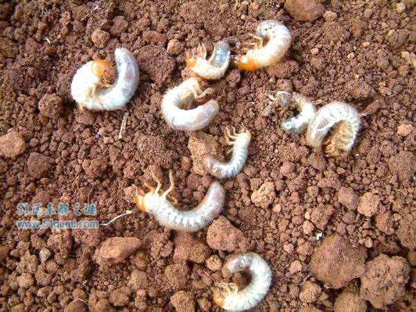 全球最恶心最奇葩的十大食物 重口味食品你敢吃几种?