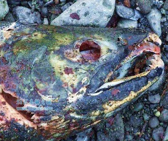 全球最恶心最奇葩的十大食物 重口味食品你敢吃几种?