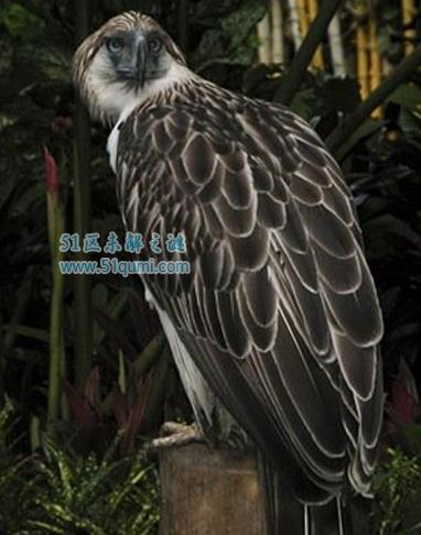 食猿雕:世界上最凶猛的猛禽 吃猴子的方式太凶残