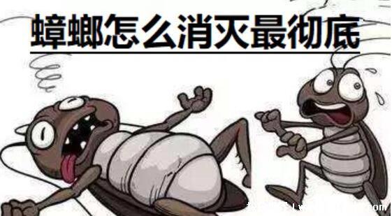 蟑螂怎么消灭最彻底小妙招，四大彻底消灭蟑螂的简单方法