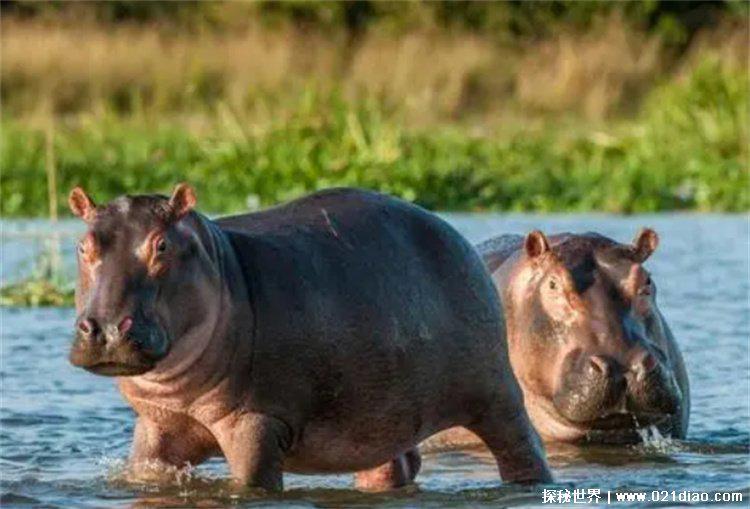 马拉河河马粪便多到恐怖，数万鱼类被憋死(位于非洲)