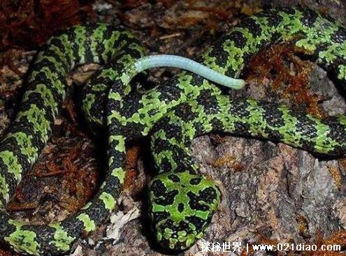 十大最罕见的蛇，珍稀变异种蓝血蛇(最受蛇类玩家喜爱)