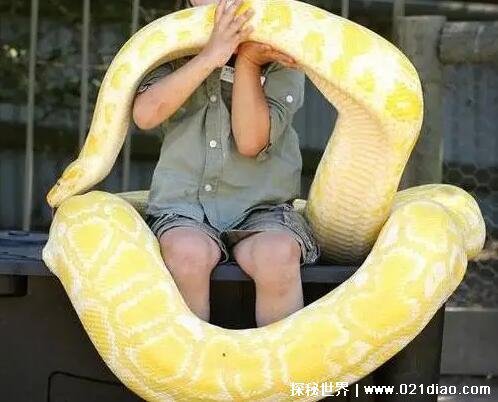 十大最罕见的蛇，珍稀变异种蓝血蛇(最受蛇类玩家喜爱)