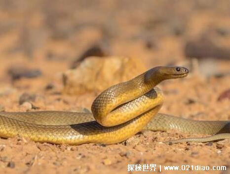 十大最罕见的蛇，珍稀变异种蓝血蛇(最受蛇类玩家喜爱)