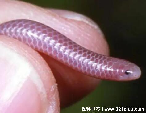 十大最罕见的蛇，珍稀变异种蓝血蛇(最受蛇类玩家喜爱)