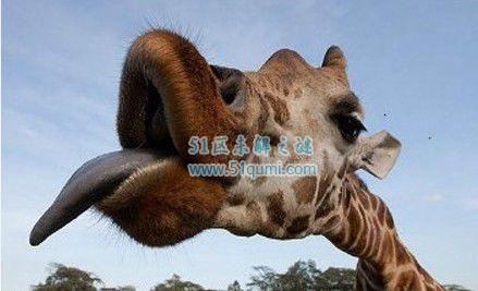 真正的大长腿!世界上最高的动物—长颈鹿