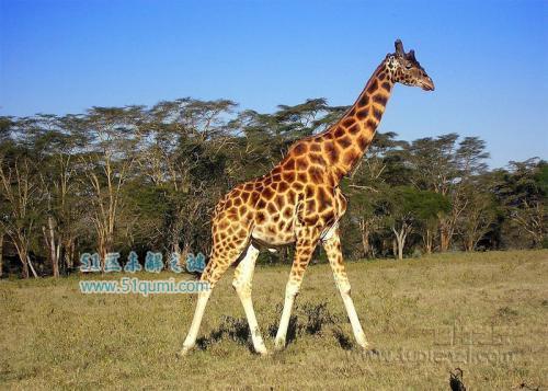 真正的大长腿!世界上最高的动物—长颈鹿