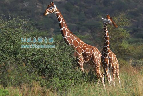 真正的大长腿!世界上最高的动物—长颈鹿