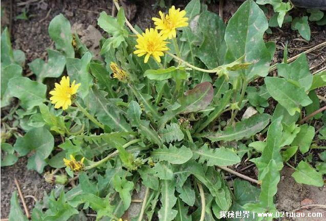 婆婆丁是什么东西，学名是蒲公英(非常好的中药)