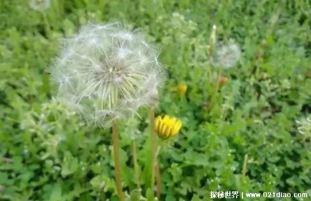 婆婆丁是什么东西，学名是蒲公英(非常好的中药)