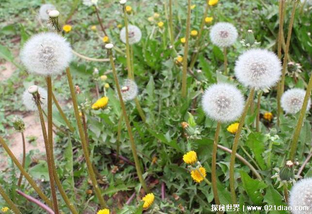 婆婆丁是什么东西，学名是蒲公英(非常好的中药)