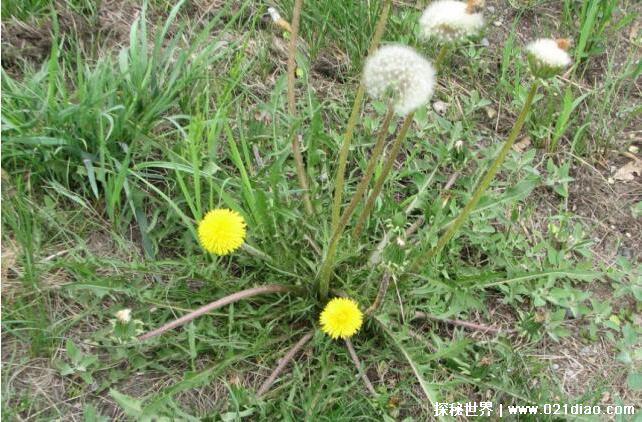 婆婆丁是什么东西，学名是蒲公英(非常好的中药)