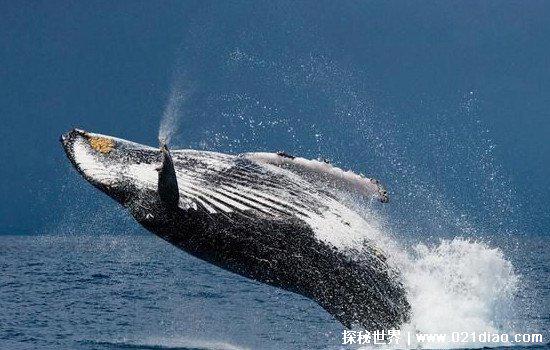 虎鲸的克星是什么动物，没有天敌(大白鲨都是它的猎物)