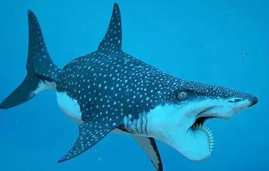 巨齿鲨的四个天敌，梅尔维尔鲸/龙王鲸/沧龙/旋齿鲨