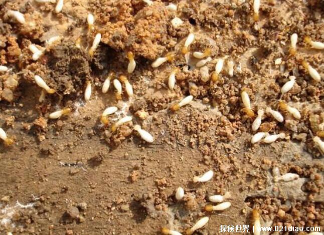 家里白蚁怎么消灭才干净，4个方法简单快捷(最快3天见效)