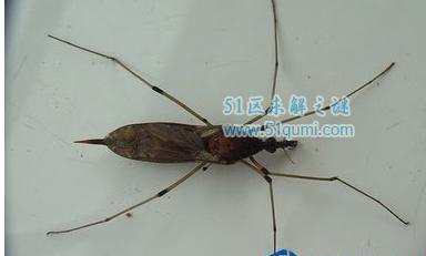 世界最大的蚊子金腹巨蚊有多大图片,会不会吸血(是一般蚊子十倍)