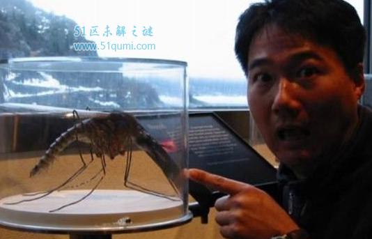 世界最大的蚊子金腹巨蚊有多大图片,会不会吸血(是一般蚊子十倍)