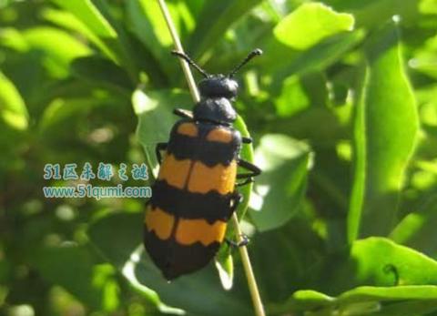 斑蝥:世界上毒性最强的甲虫 它有什么功效与作用?