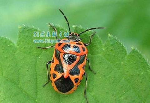 斑蝥:世界上毒性最强的甲虫 它有什么功效与作用?