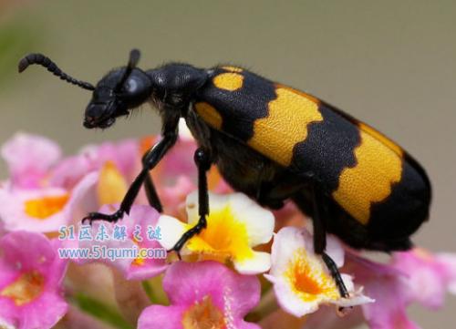 斑蝥:世界上毒性最强的甲虫 它有什么功效与作用?