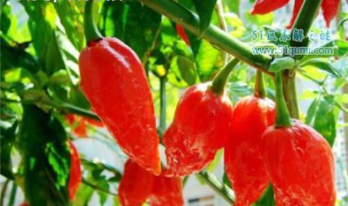 印度断魂椒有多辣?作死男现场挑战一椒断魂(视频)