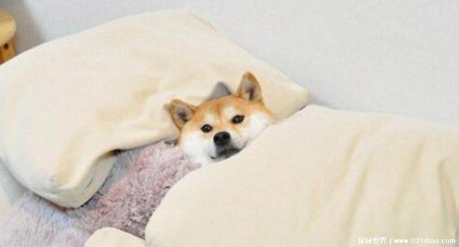 网络语躺平是什么意思,年轻人躺平可耻吗(非暴力不合作的对抗)