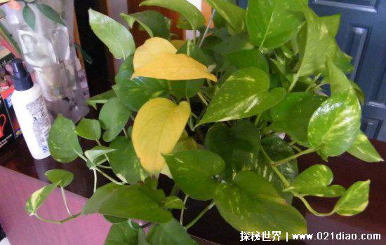 绿萝叶子发黄怎么补救，学会这三招还为时未晚