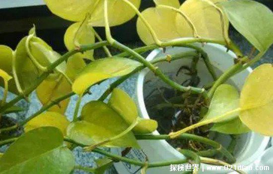 绿萝叶子发黄怎么补救，学会这三招还为时未晚