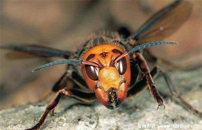 世界上最厉害的蜂，杀人蜂(毒性最强)