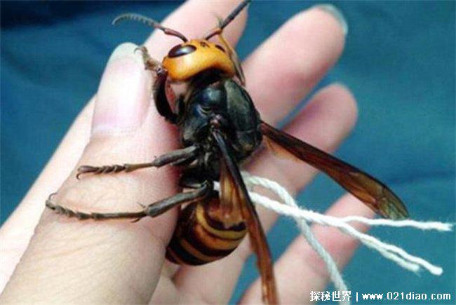 世界上最厉害的蜂，杀人蜂(毒性最强)