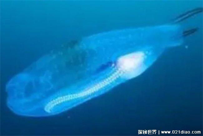 全球变暖的罪魁祸首，樽海鞘 (一般生活在南大洋)