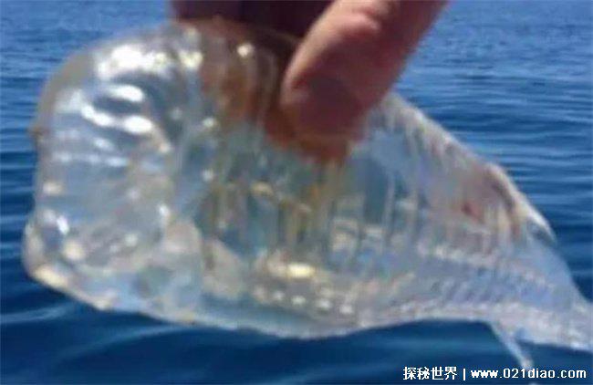 全球变暖的罪魁祸首，樽海鞘 (一般生活在南大洋)