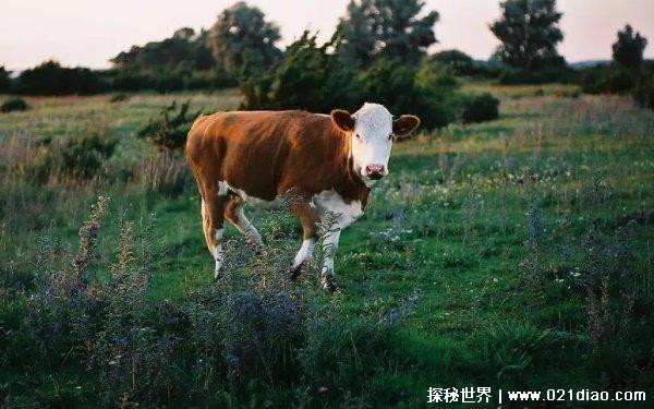 2022年最吉利的四大属相，牛马猪羊(运势红火)
