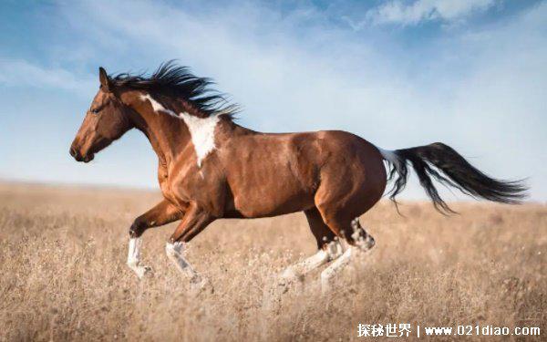 2022年最吉利的四大属相，牛马猪羊(运势红火)