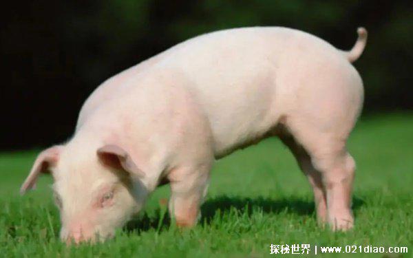 2022年最吉利的四大属相，牛马猪羊(运势红火)