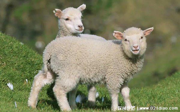 2022年最吉利的四大属相,牛马猪羊(运势红火)