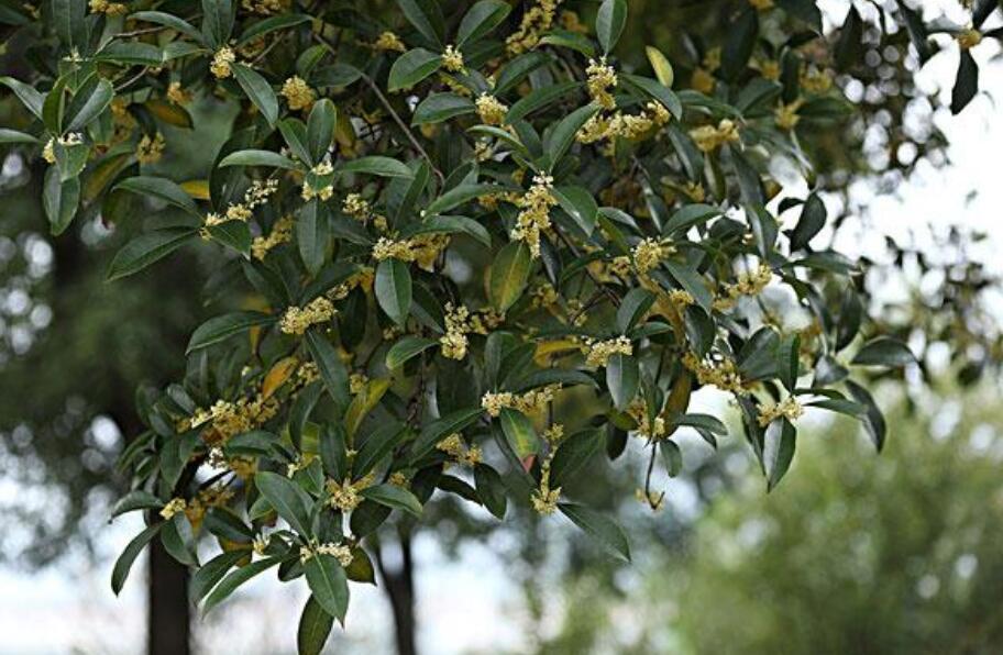 排名第一最好的镇宅树，桂树正气十足迎福辟邪是镇宅最佳之树