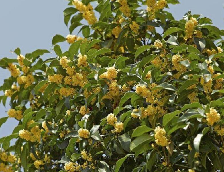 排名第一最好的镇宅树，桂树正气十足迎福辟邪是镇宅最佳之树